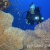 fan_sea_elp_ni_h_0233_egy3114.jpg